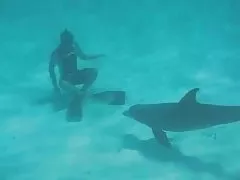Sswimmig med en yster dlophin